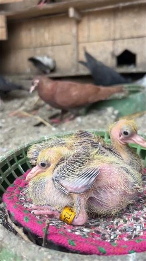 How to ring a pigeon baby #pigeon #ring #baby