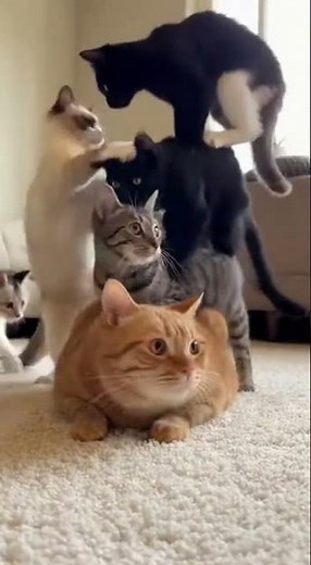 Ultimate Cat Stacking Challenge: Watch These Feline Friends Pile Up!