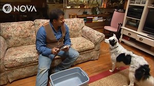 Neil deGrasse Tyson Challenges Chaser the Border Collie to Retrieve a Doll She'd Never Seen Before