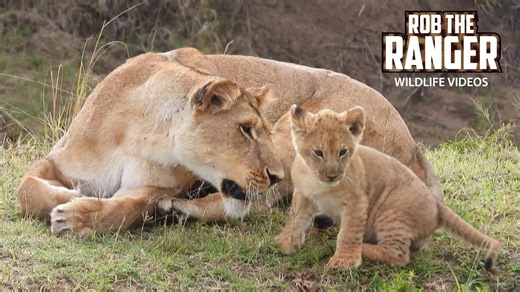 Wild Animals: Lioness Cares for Her Small Cubs