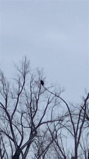 Mature Bald Eagle hunting Canada geese on Niagara river #nature