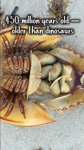 How Horseshoe Crabs Help Save Lives Every Day
