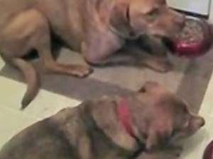 Dogs Pray Before Eating