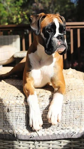 🐾 Meet the Crew: Kinney 💛🐶 Next up in our Meet the Crew series — the warden herself, Kinney. Mercy’s Atelier Spartan Sassafras von Devana STAR CGC “Kyneska” (aka Kinney, Chicken Nugget, Kinney Cat) Kinney is the definition of selective — she doesn’t hand out affection easily, but once you’ve made it into her circle, you’re in for life. She’s sharp, funny, a little bit bossy, and has absolutely no trouble making her opinions known. She’s happiest at home or deep in the woods, collecting treasu