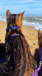 Beach vibes, Bengal style 🌊🐆 Salt in the air, paws in the sand, and wild hearts exploring the shoreline. Leashed adventures, ocean breeze, and golden waves reminding us that freedom can still be safe. Where the sea meets the soul, and every paw print tells a story. Nature walks, curious whiskers, and moments that feel effortlessly alive. This is not just a walk on the beach, it’s a lifestyle of trust, balance, and beauty. Wild at heart, calm by nature. #cat #cats #catlover #beachvibes #bengals
