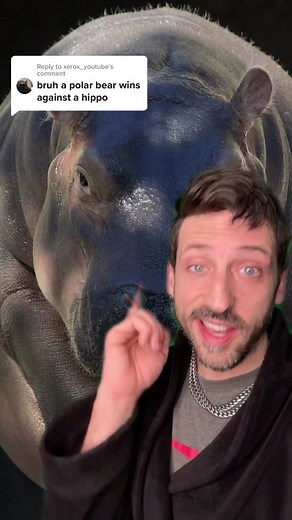 Polar Bear vs Hippo: Ultimate Showdown Explained