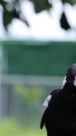 Understanding Magpie Swooping Behavior in Australia