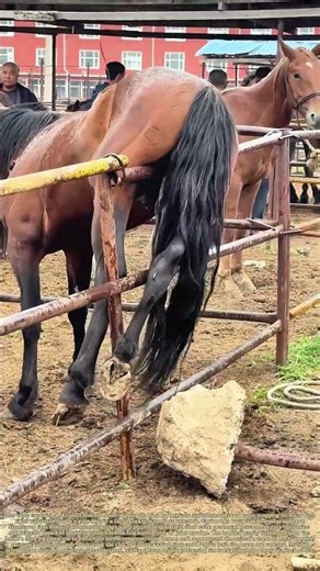 Untangling Trapped Limbs: How Ranch Hands Free Horses Stuck Inside Metal Corral Fencing