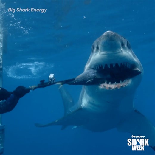 The gang's all here and we're officially in competition mode 😤 Don't miss Big Shark Energy tonight at 8p during #SharkWeek on Discovery | Shark Week