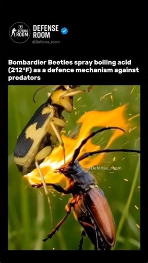 This Beetle Shoots Boiling Acid at Predators 😱🔥 | Nature’s Chemical Weapon