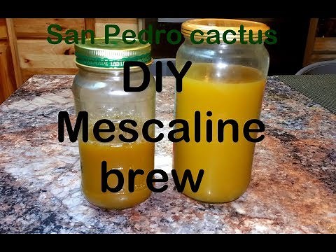 DIY Idiot's guide San Pedro Cactus (Mescaline)