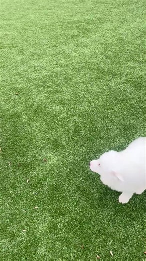 Adoptable Prancer, getting in some playtime after a long trip from Texas! She is floofy, poofy, oh so adorable 9 week old Pyrenees mix. Dog, cat and kid friendly 🤍 she is available for adoption in New Jersey and surrounding areas. Applications can be completed through our website. | Big Dog Rescue Project