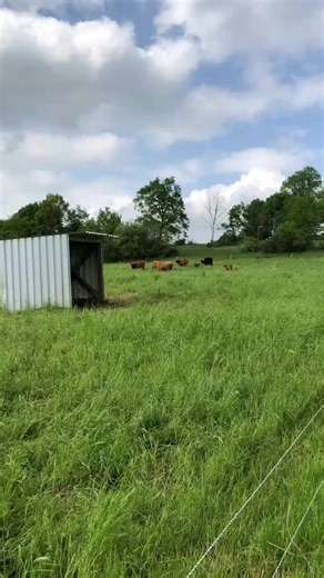 Moo-ving cuteness alert! �� Our adorable fluffy Mini Highland calves are stealing hearts with their soft fur and sweet disposition.! � you can get a miniature highland cows for sale #MiniHighlandCalf #CuteFarmAnimals #FluffyFriends #highlandcows #highlandpark #cows #calf #cattle #highlandcow #cow #highlandcoo #cowsofinstagram #highlandcattle #marycattlefarmers.#storybrookefarmTn #minicows #cows #farmlife #miniaturecattle #highlands #cow #minicow #minicowsofinstagram #agvocate #fluffycows #farman
