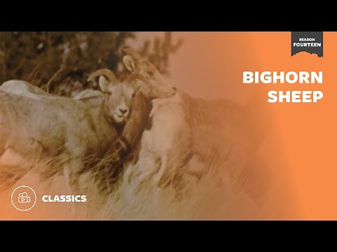 Bighorn Sheep | Mutual of Omaha's Wild Kingdom