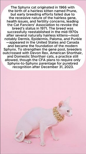 Origin of the Sphinx Cat #sphinxcat #cat #animalhistory #origin