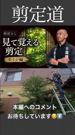 《見て覚える剪定》初めての方も、感覚的に学びたい方にも！！また、どこを切るかな？と答え合わせを楽しんでも良し！！ #モミジ #初心者 #剪定方法 #切り戻し #庭木の手入れ #庭木の剪定