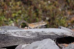 リス入門！おすすめ種類、値段。ペットとしての飼い方のコツ！