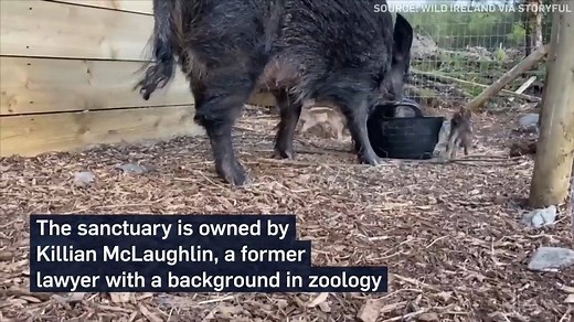 16K views · 350 reactions | Six wild boarlets born at an Donegal animal sanctuary are believed to be the first of the species born in Ireland in around 800 years. | CTV News | Facebook