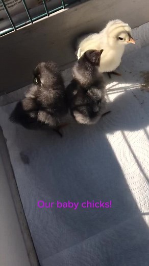 Fun Science Experiment with Baby Chicks and Eggs