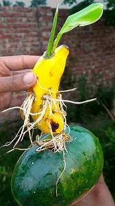 1.4M views · 10K reactions | Crazy skills growing banana tree from banana fruit in watermelon #highlights #viewers #gardendesign #garden#floydmayweather | Rana Craft | Facebook