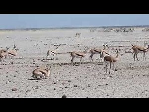 Lion Attempts to Hunt Oryx in Namibia