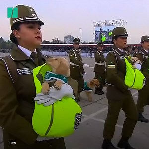 Meet the adorable police puppies who stole the show at a military parade in Chile. (via Huffpost) | Yahoo Canada
