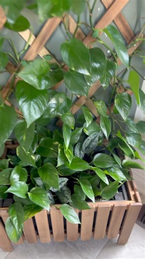 2.1K views · 15 reactions | DIY indoor planter box for beginners to...