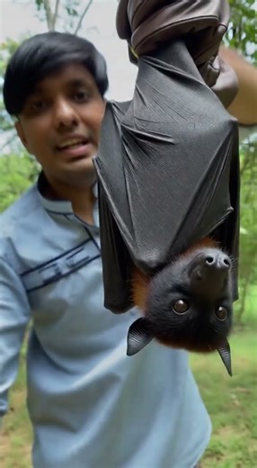 look at this Pteropus giganteus #shortvideo #viralvideo