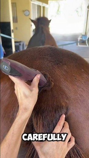Ever wondered why horses get a “Body Clip”?