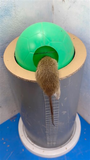 Mouse trap / tuyệt vời với cái bẫy chuột độc nhất trên thế giới #rat