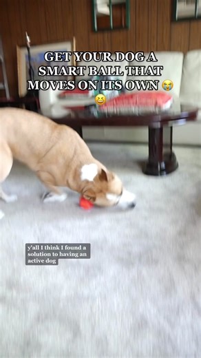 Interactive Dog Ball: Entertain Your Pup with This Smart Toy!