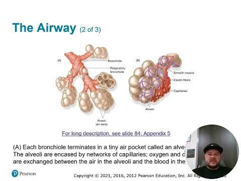 Ch 7 Principles of Pathophysiology