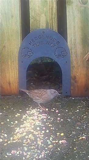 Do you get this bird in your garden? Can you name it?