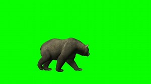 Bear, Green Screen, Bear Walking. Free Stock Video