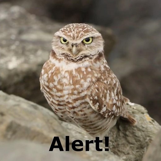 Startled Burrowing Owl Releases Pellet