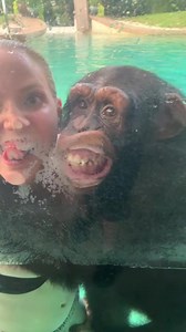 48K views · 961 reactions | #silly #chimpanzee #chimp #cute #happy #funny #smile… | Animals Queen | Facebook