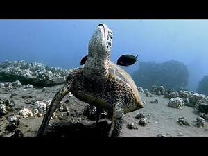 Fish Clean Sleeping Sea Turtle