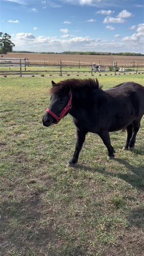 Discover the Adorable Shetland Pony: A Guide