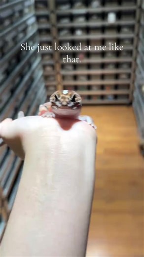 The client's fat tail is raised too cutely! The whole room is filled with our Rack system . 👉❤️‍🔥 Essential box models for gecko breeding room are A6P and A4P.🦎🦎 Welcome DM me✈️ #fattail #geckobreeder #reptilebreeder #snakebreeder #racksystem