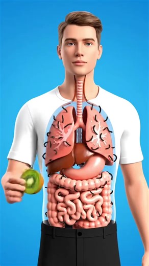 The Amazing Journey of Kiwi Inside Your Body