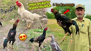 227K views · 10K reactions | Aseel Murgha Mandi Peshawar Updates 2023 | Aseel Murgha Ki Pehchan | Khyber Social Tv | Syed Ali Hazrat Bacha | Facebook