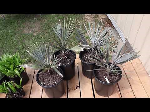 Revisiting the Silver Bismarck Palms (Bismarckia Nobilis)