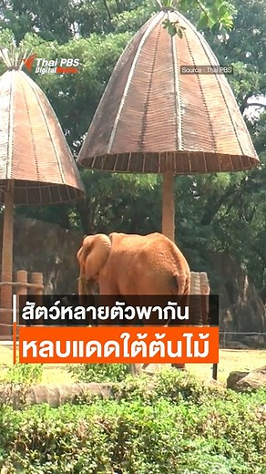 23K views · 33 reactions | Thai PBS on Reels | Facebook