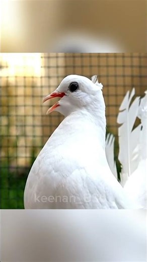 Relaxing Sound of White Fantail Dove 🕊️ | Beautiful Bird Cooing for Relaxation#shorts#ai #shortsfeed