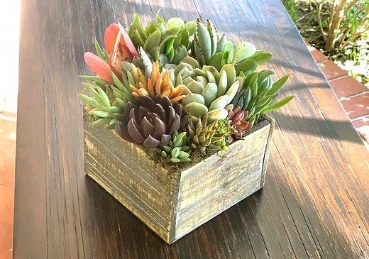 Sympathy Succulent Arrangement, Sympathy Gift, Living Plants With Custom Message Tag, Remembrance Arrangement - Etsy