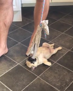 22 reactions · 3 comments | Fell asleep like this  Credit--@puppyscastle #pug #pugs #pugsofinstagram #puglife #puglove #pugstagram #pugsnotdrugs #pugpuppy #pugnation #pugworld #pugoftheday #puglover #puglovers #pugbasement #pugetsound #pugsofig #puggy #pugslife #pugloversclub #pugpuppies #pugsrequest #pugdog #pugofinstagram #pugsandkisses #pugusa #funnypug #funnypugs #enhancepetdogs | Enhanced Pet Products | Facebook