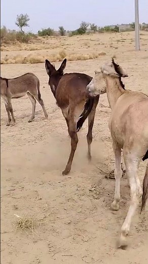 Donkey Mating Season#Donkey #DonkeyBreeding #DonkeyMating #AnimalBreeding #Livestock #FarmAnimals