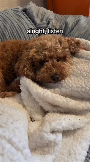 12K views · 2.2K reactions | They say always trust your gut. And when your own mother, your own flesh and blood tries to bribe you out of the house with SALAMI that’s usually your gut telling you to FLUFFING RUN AND NEVER LOOK BACK  every single time I think I beat the system but for some reason I always seem to end back on that table  and with the holiday season coming up I’m pretty sure it isn’t the last session of the year  | Fluffing Fabulous | Facebook