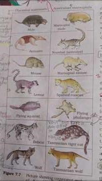 Evolution Tricks for NEET 🧬🔥#neet2026 #tricks #40daysleft#evolution #bams #neet #neetmocktest