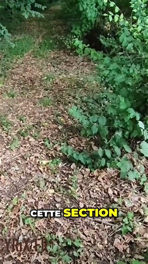 Désherbage mécanique : La Révolution Écologique pour Vos allées même dans les sous bois !